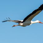 Storch (Hänsel)