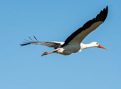 Storch (Hänsel)