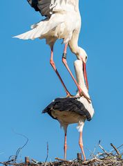 Storch (Hänsel+Gretel)