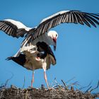 Storch (Hänsel+Gretel) 2