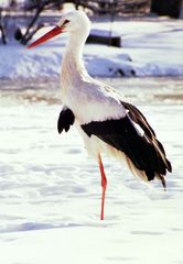 Storch Hansi im Kölner Zoo