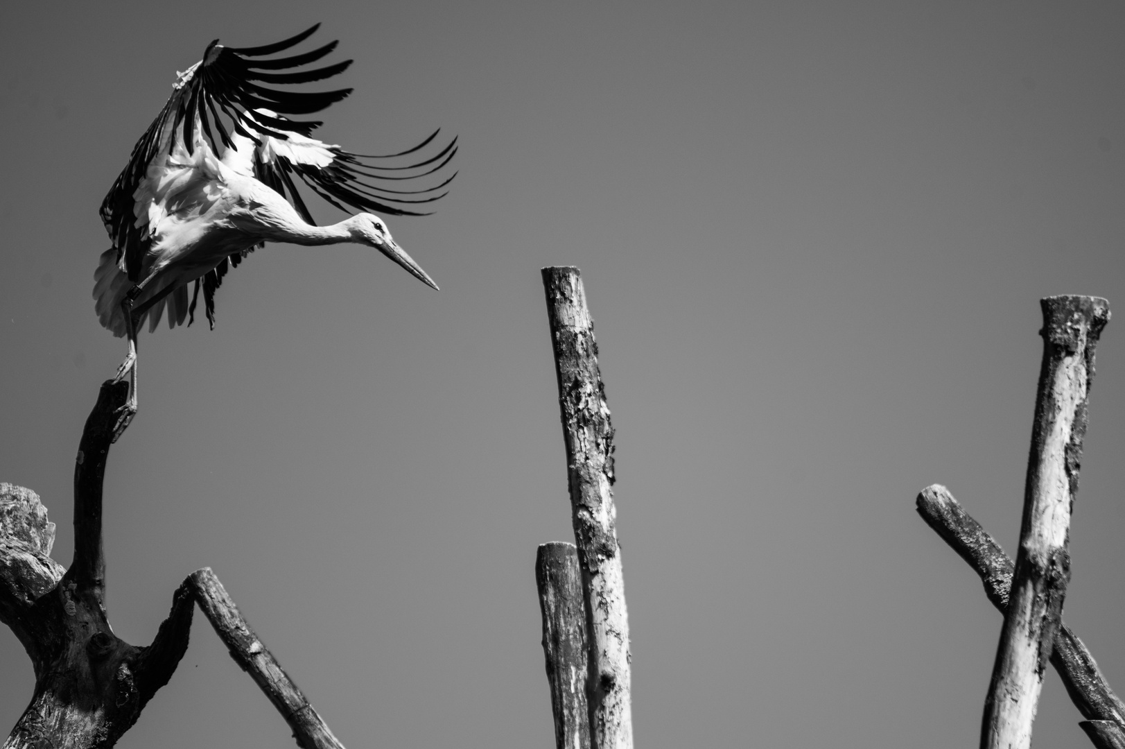 Storch hebt ab