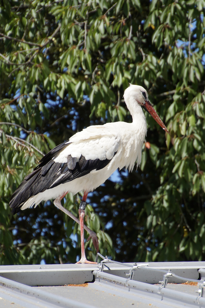 Storch - Henne DER AP510