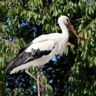 Storch - Henne DER AP510