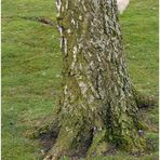 storch hinter baum