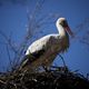 Storch hoch oben im Nest