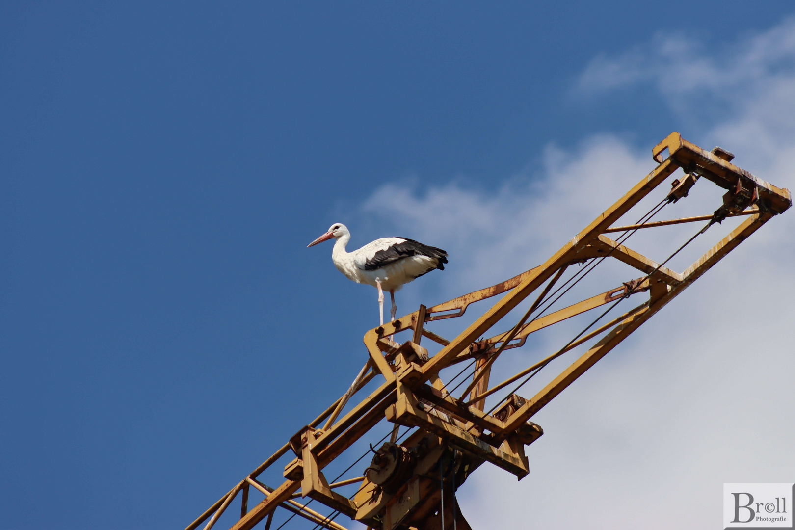 Storch hochoben