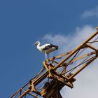 Storch hochoben