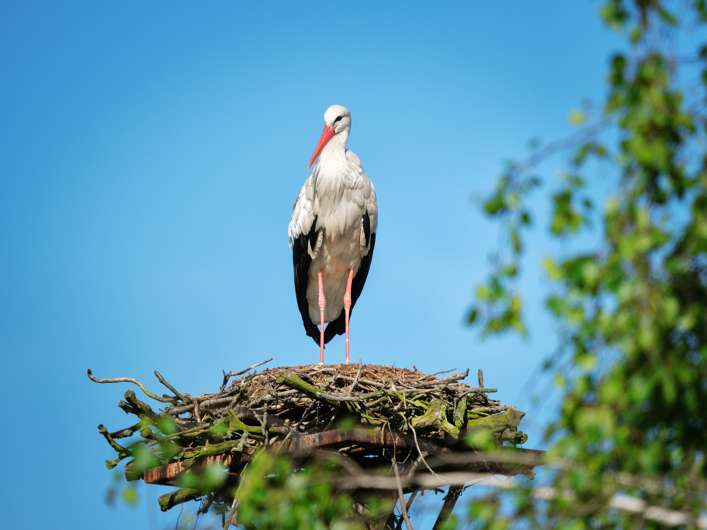 Storch @ home