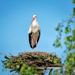 Storch @ home