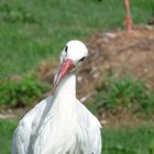 Storch-hypnose