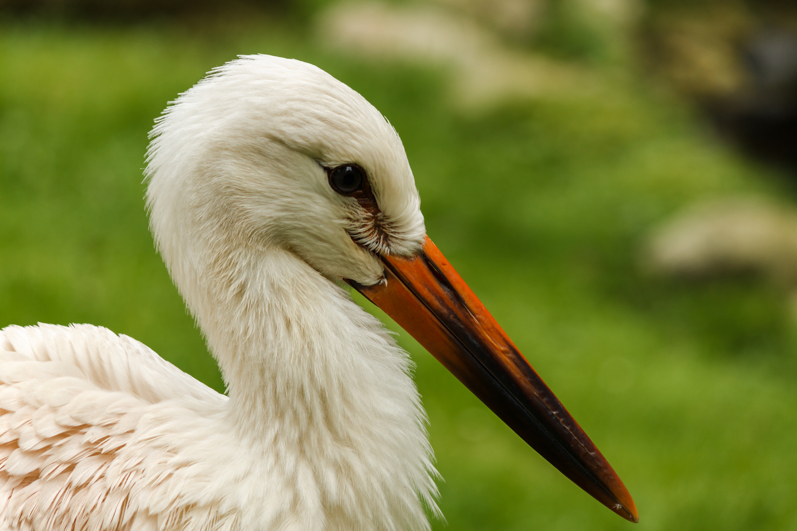 Storch I