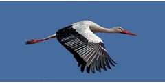 Storch I