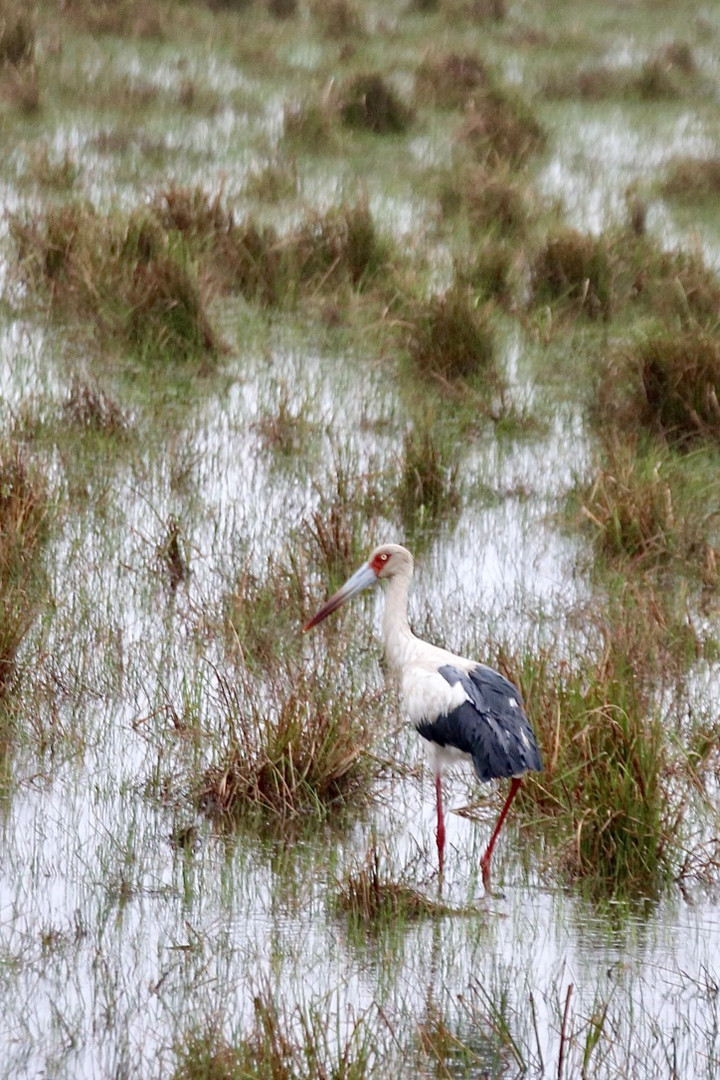 Storch (I)