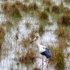 Storch (I)