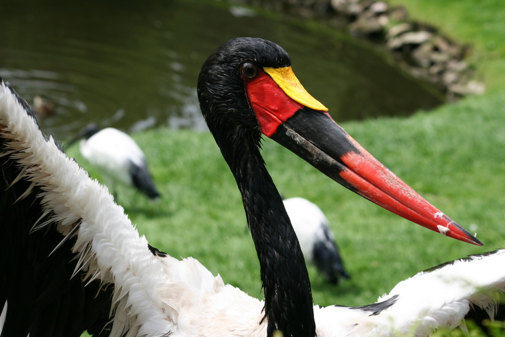 Storch I