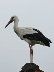 Storch I