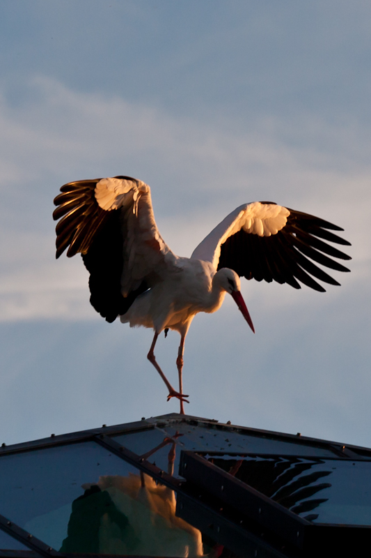 Storch (I)