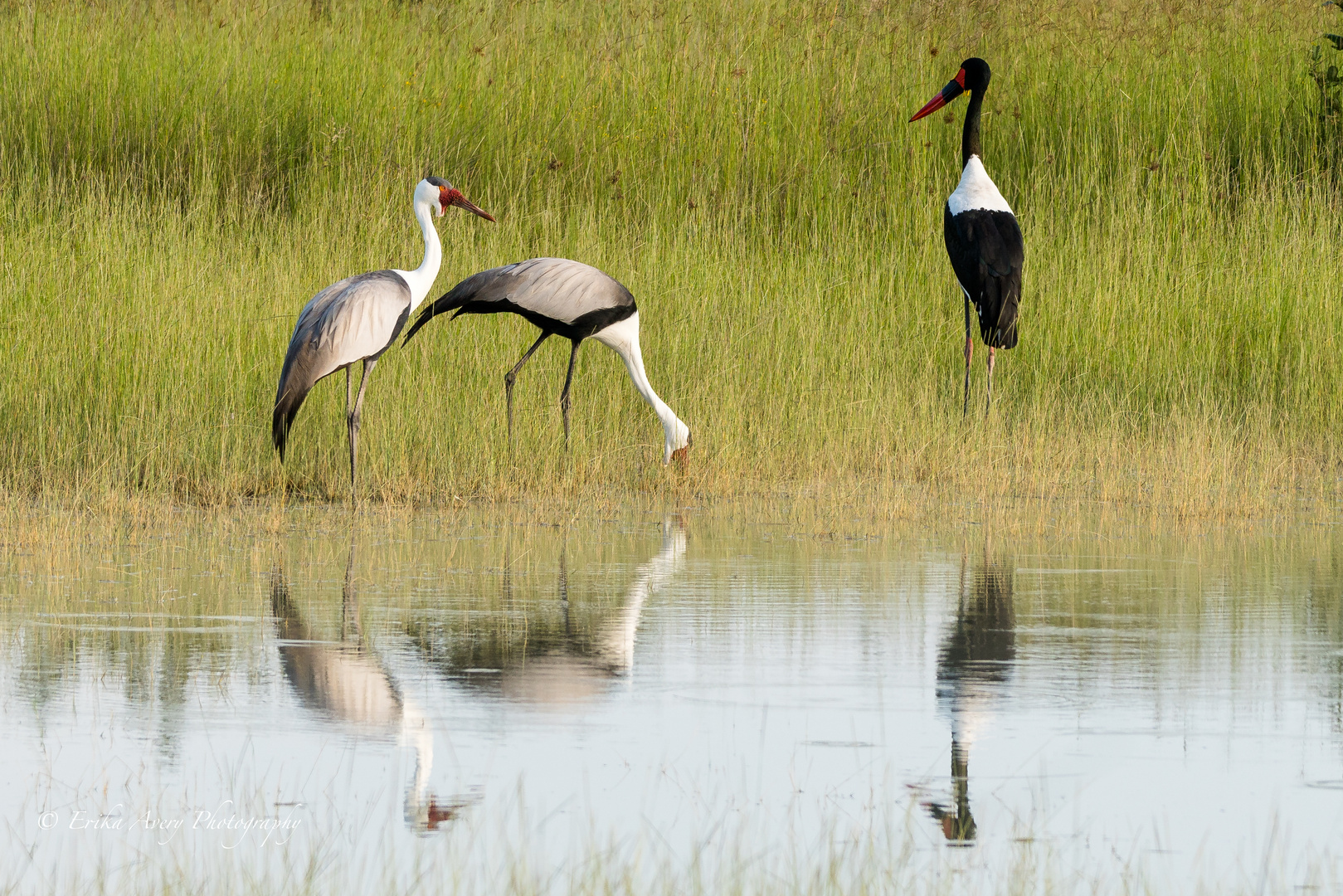 Storch Idylle...