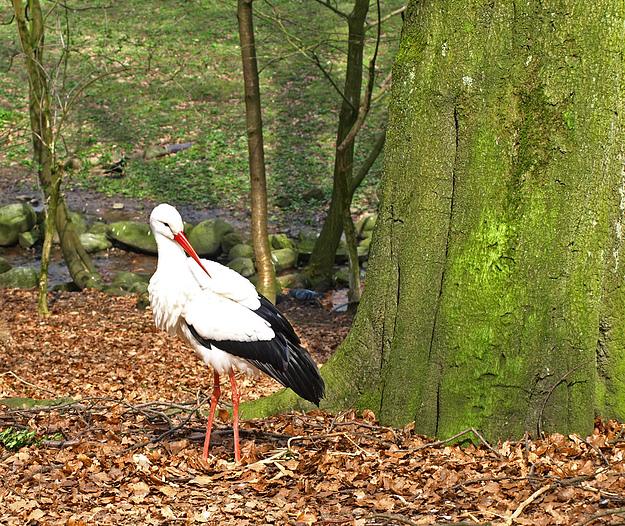 Storch II