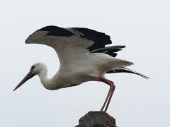 Storch II