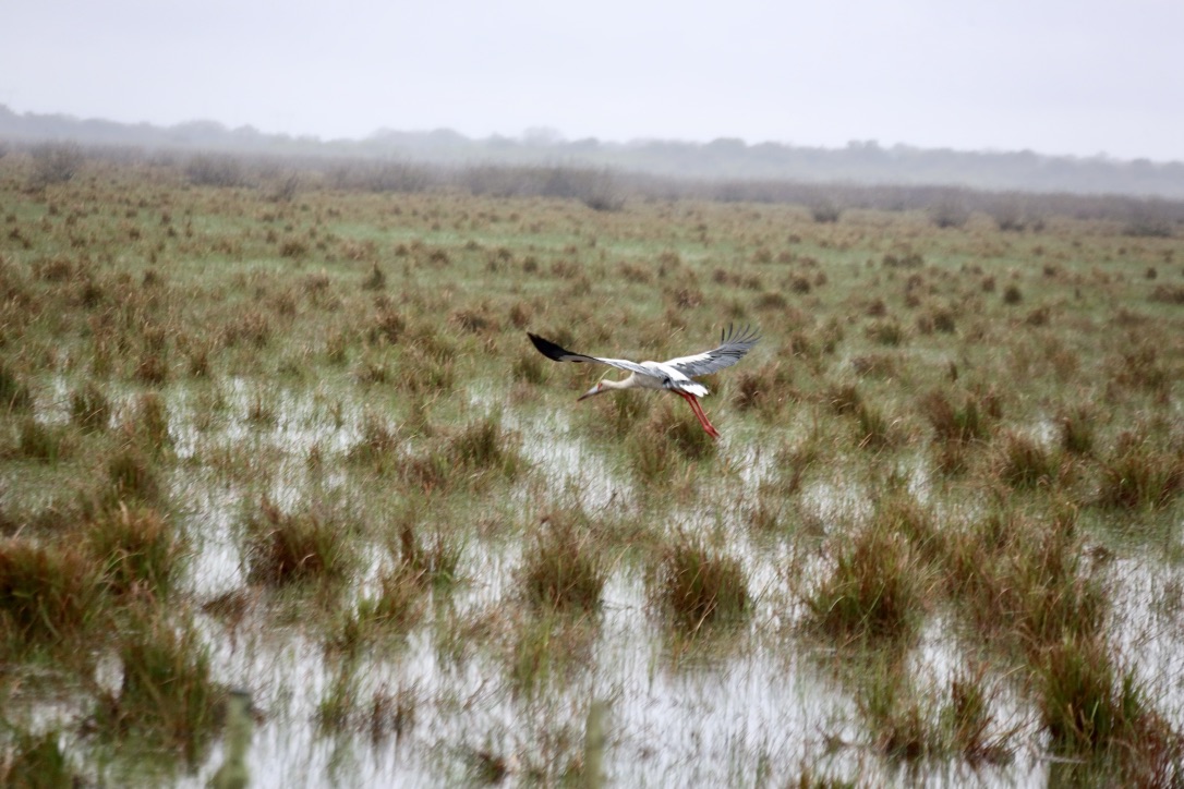 Storch (III)