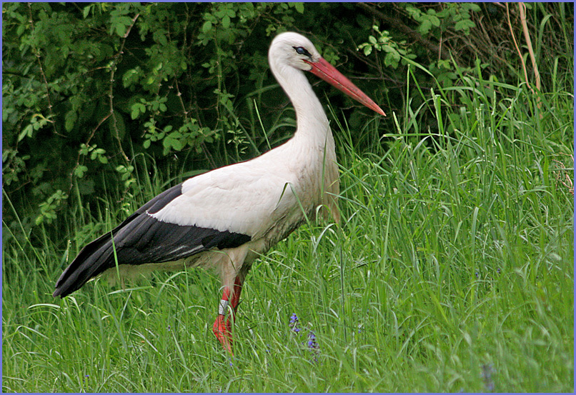 Storch im...