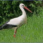 Storch im...