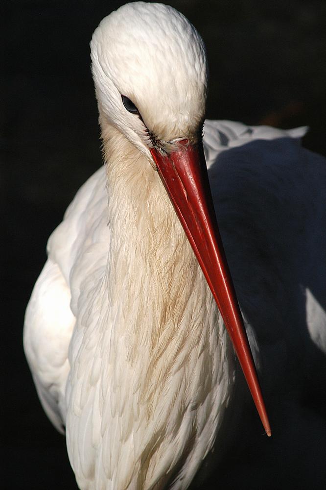 Storch im Abendlicht