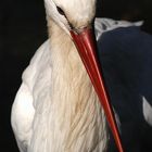 Storch im Abendlicht