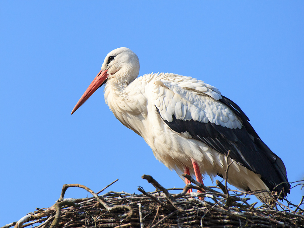 Storch im Abendlicht