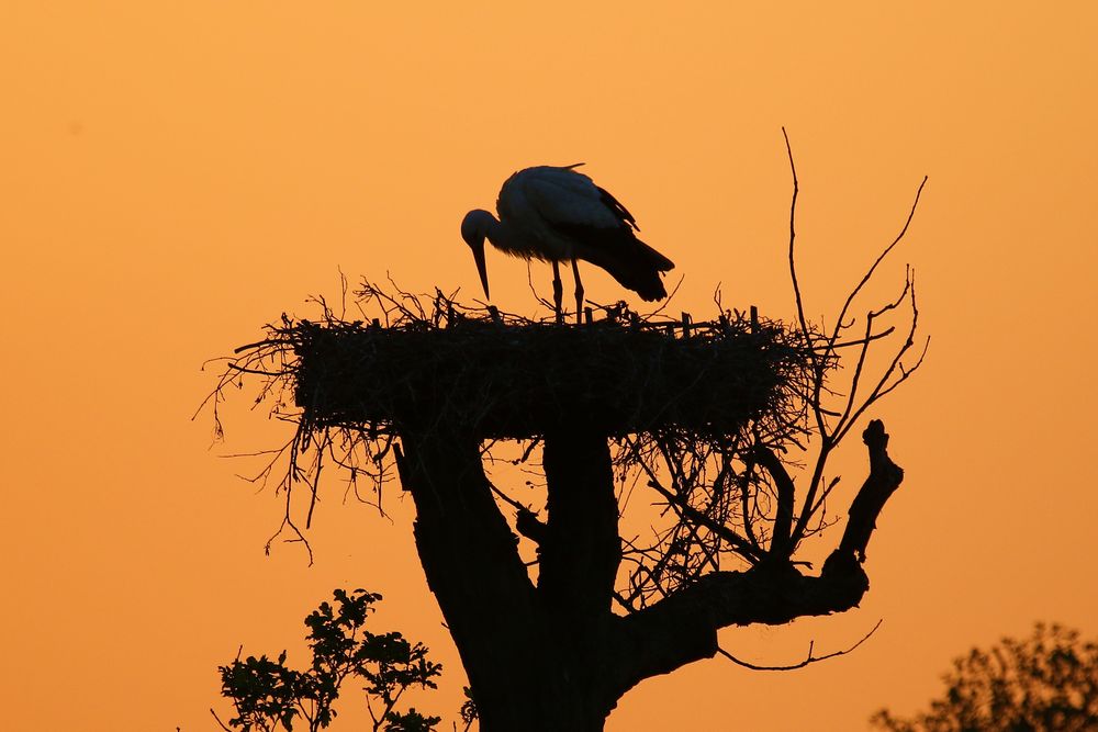 Storch im Abendlicht