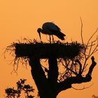 Storch im Abendlicht