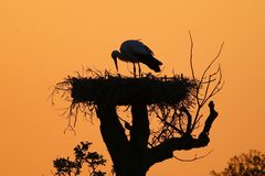 Storch im Abendlicht