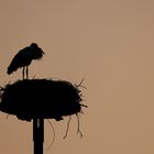 Storch im Abendlicht