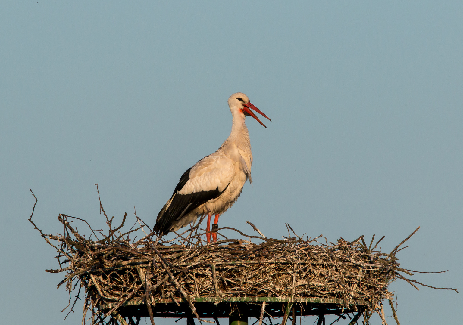 Storch im Abendlicht