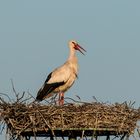 Storch im Abendlicht