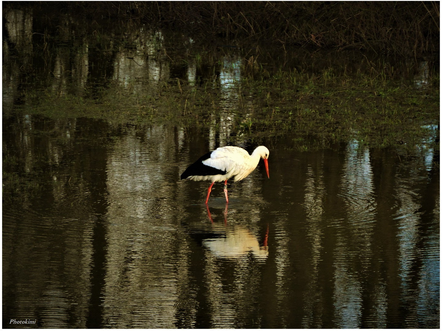 Storch im Abendlicht (II)