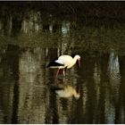 Storch im Abendlicht (II)