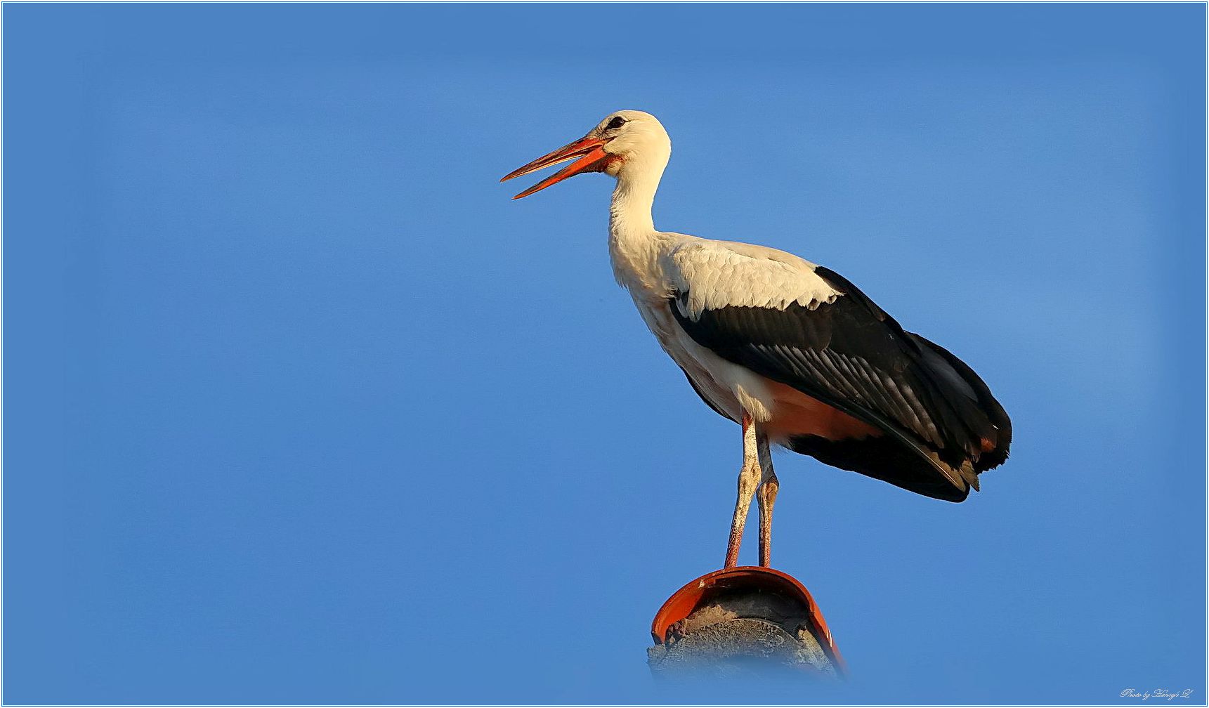 Storch im abends sonne