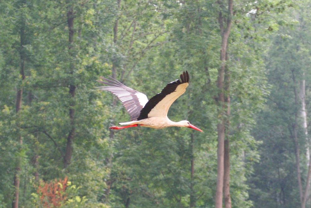 Storch im Abflug