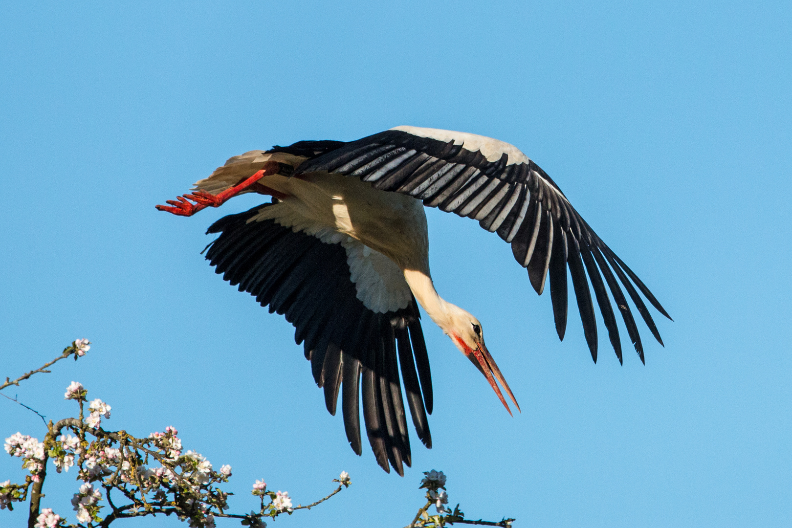 Storch im Abflug