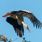 Storch im Abflug