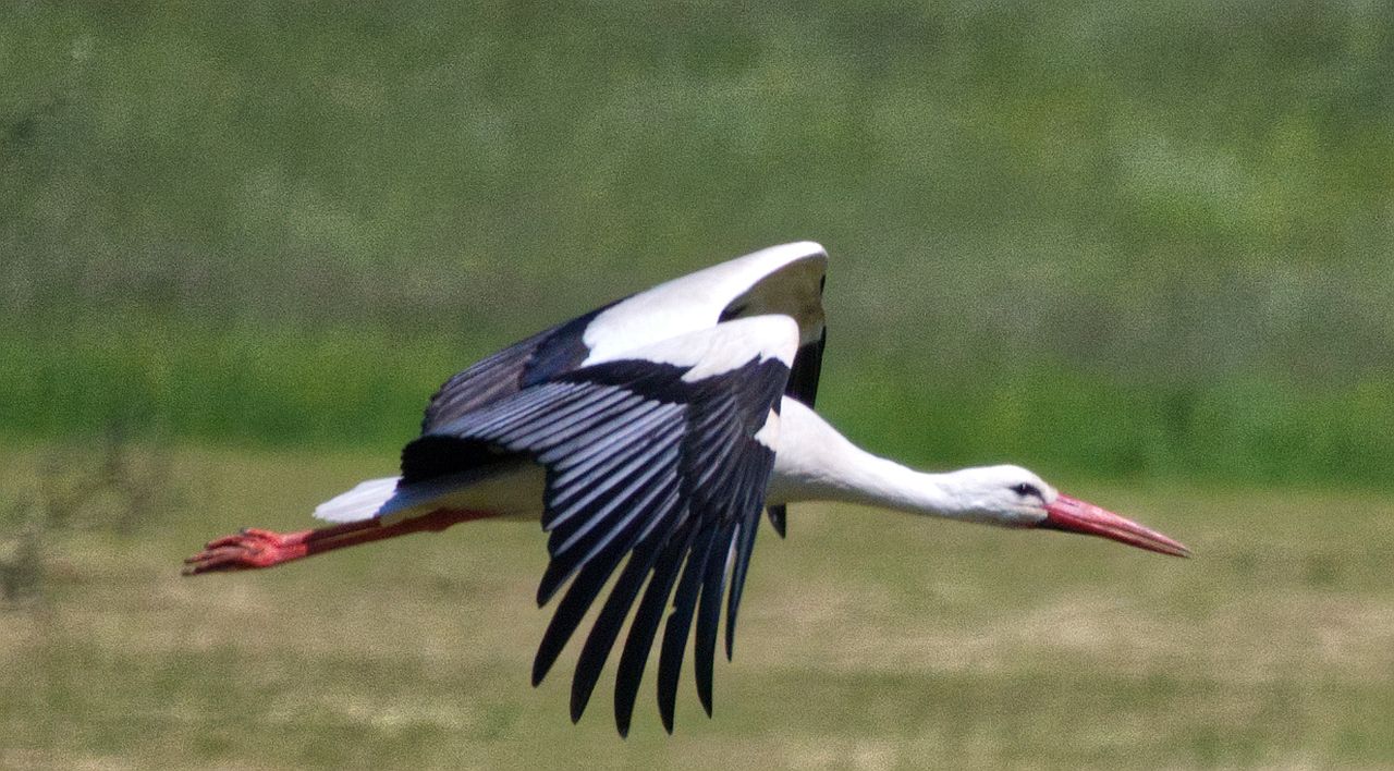 Storch im Abflug bei Stopfenheim