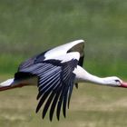 Storch im Abflug bei Stopfenheim