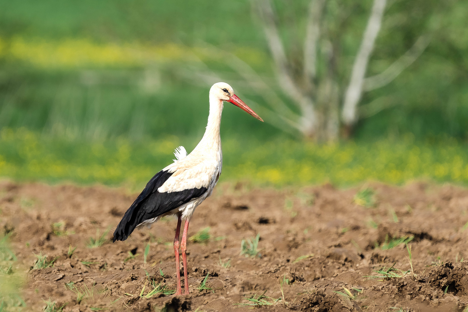 Storch im Acker