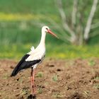 Storch im Acker