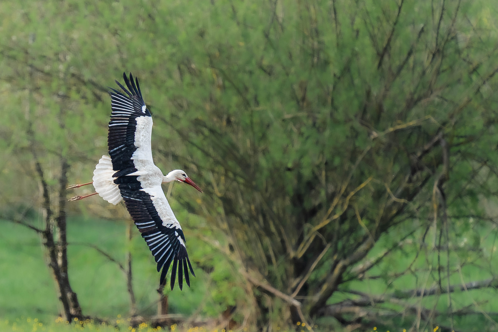 Storch im Anflug