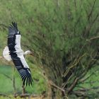 Storch im Anflug