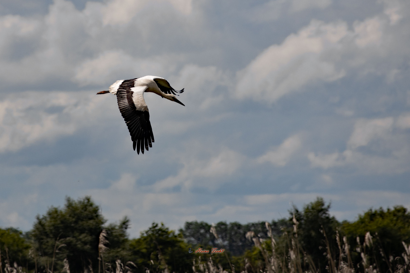 Storch im Anflug